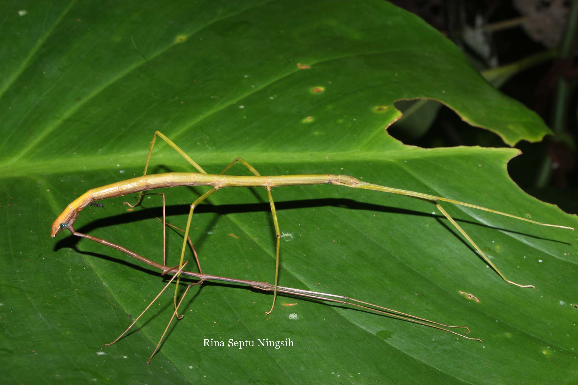 Belalang ranting Merapi Mating