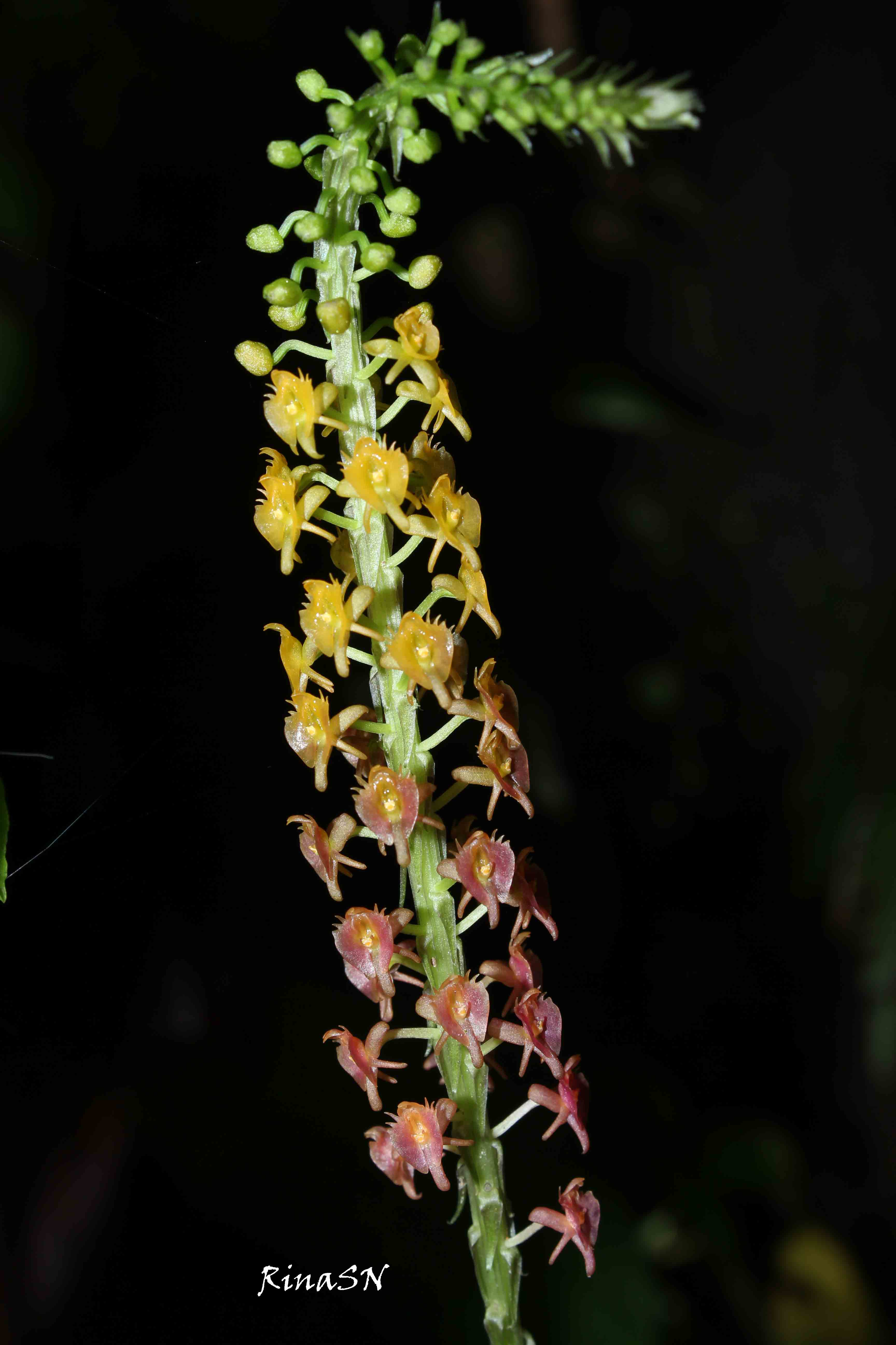 Malaxis oculata (Anggrek pelangi dari plawangan)