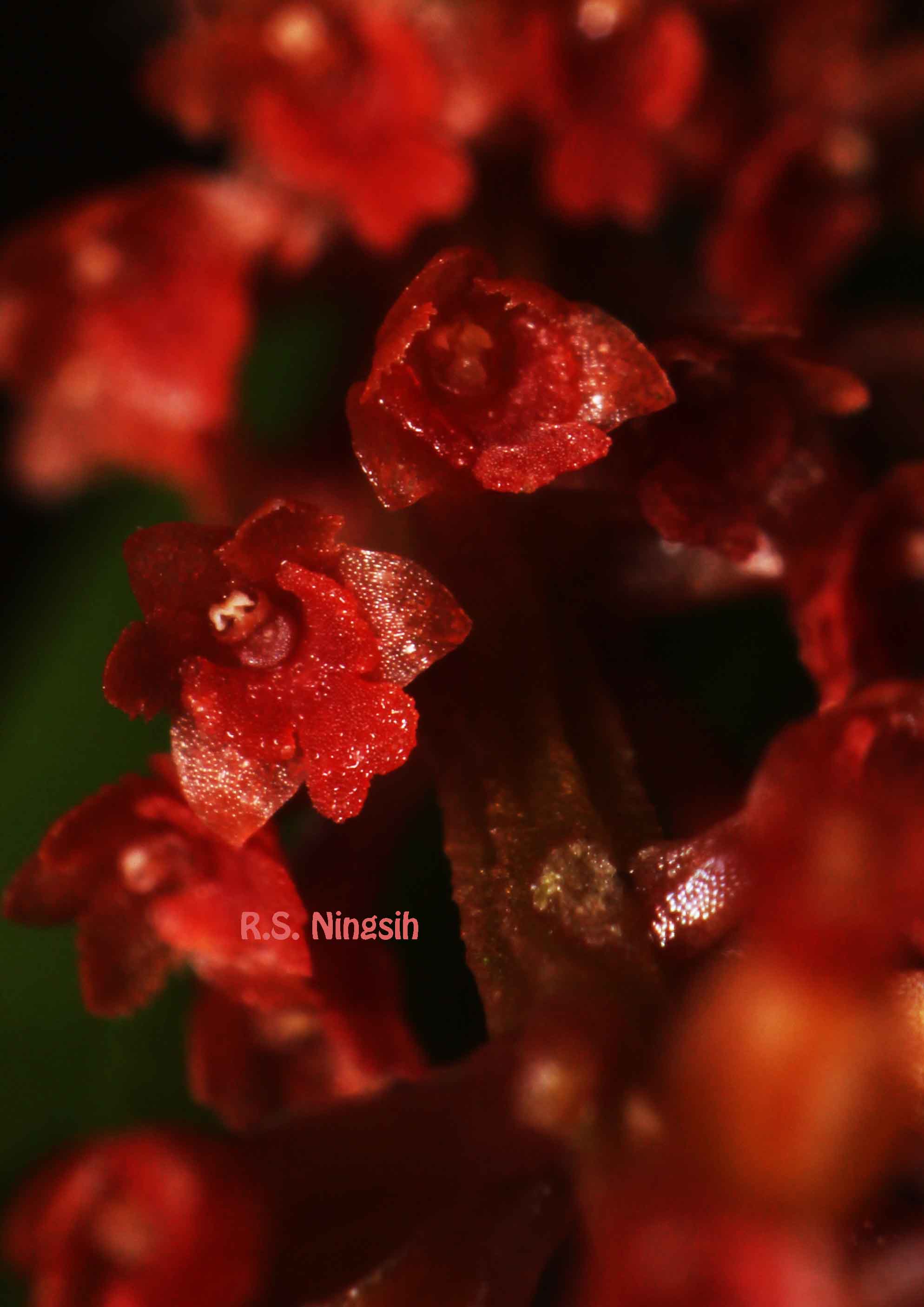 Oberonia Microphylla (anggrek mungil merona)