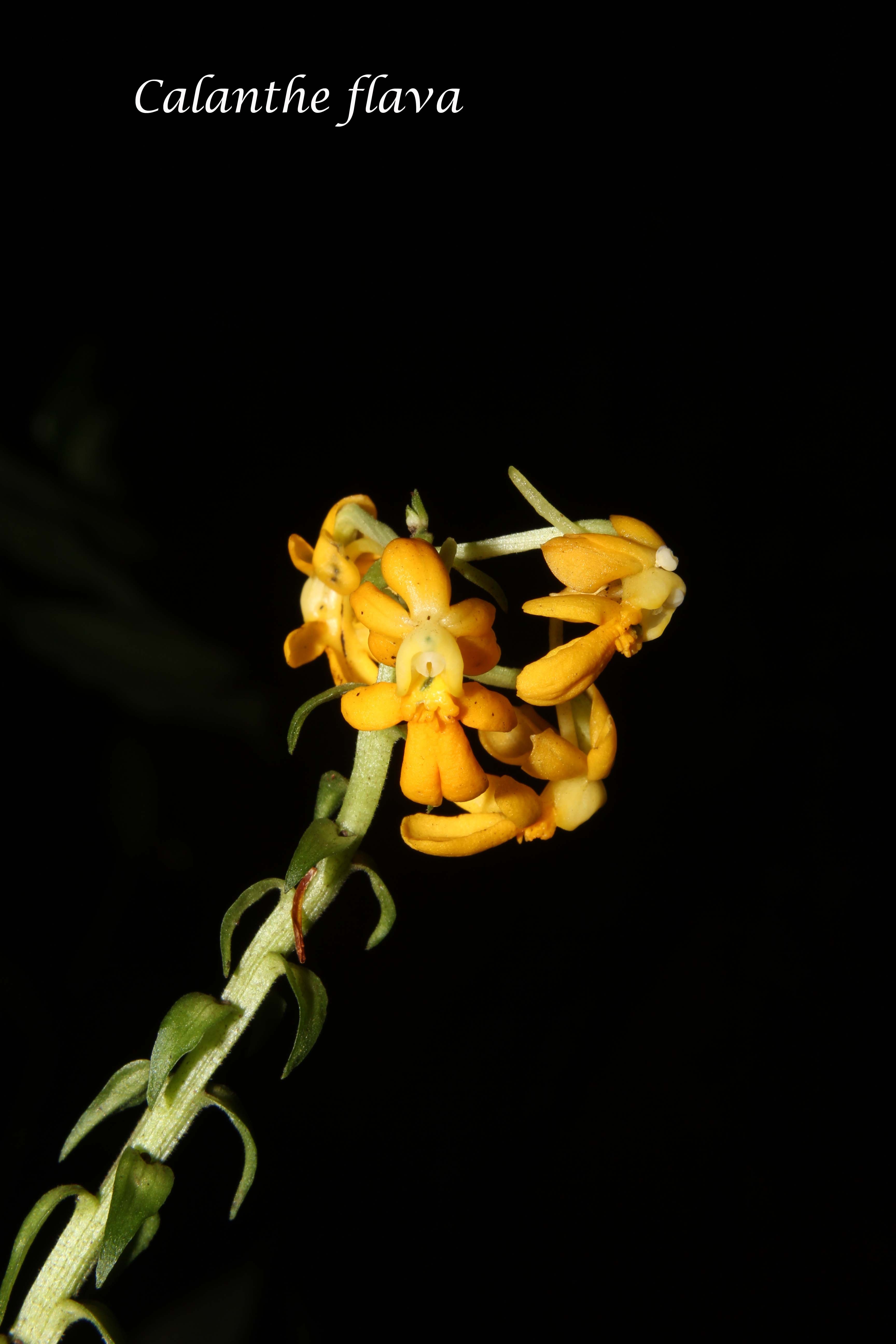 Anggrek boneka kuning