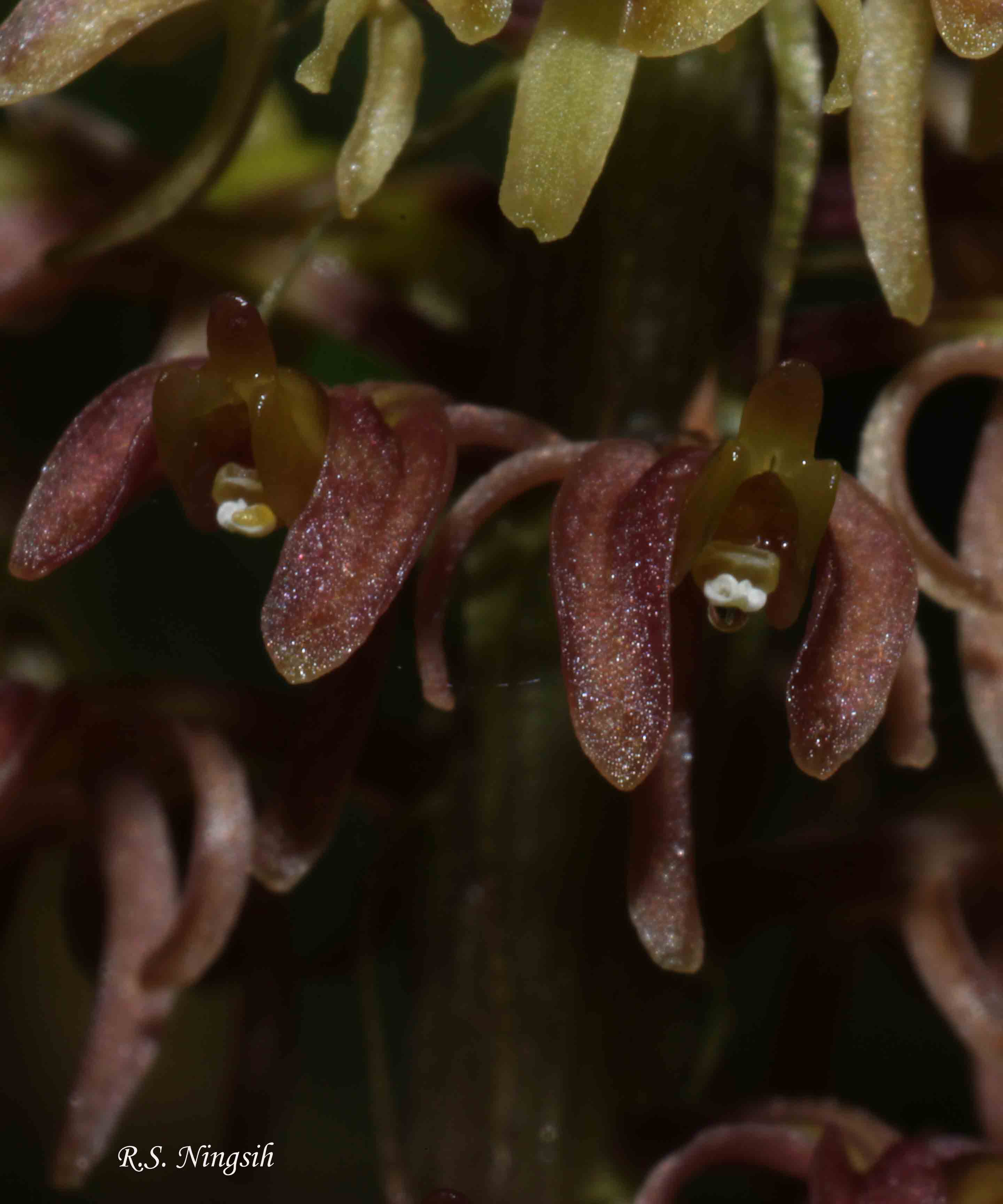 Malaxis ophrydis