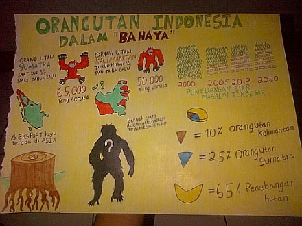 infografis orangutan