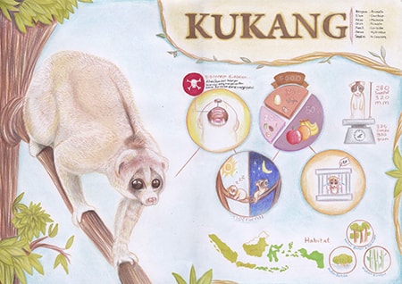 Infografik Kukang