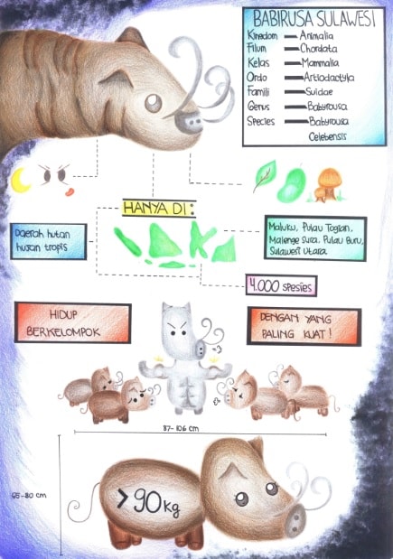 INFOGRAFIK BABIRUSA SULAWESI