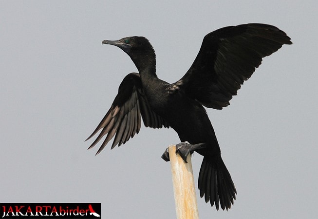 pecuk padi hitam