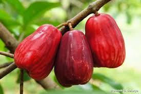 jambu bol