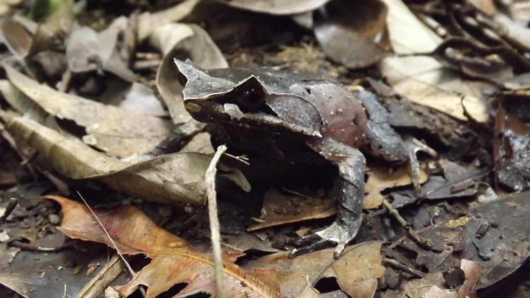 katak pohon bertanduk