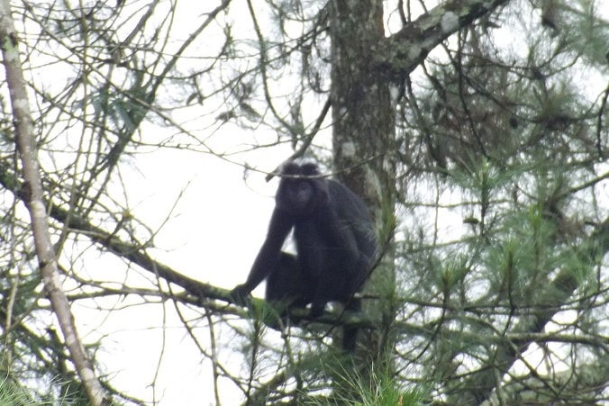 lutung budeng