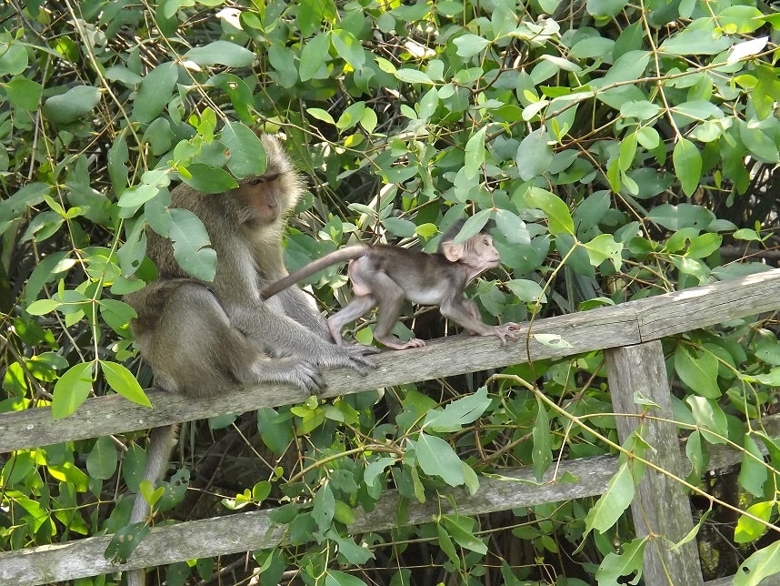monyet ekor panjang