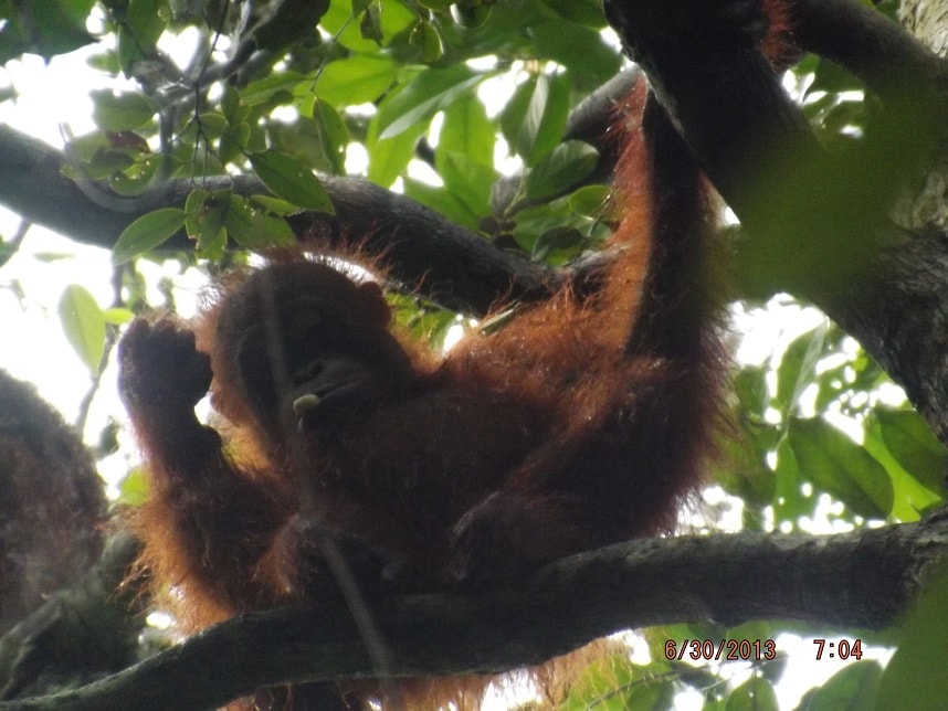 orangutan