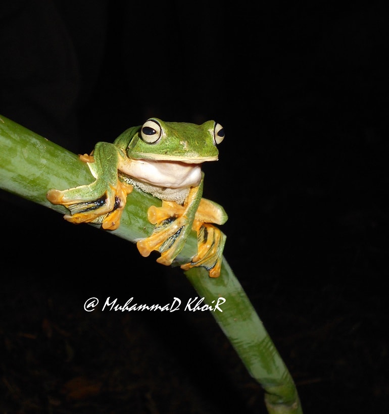 katak pohon hijau