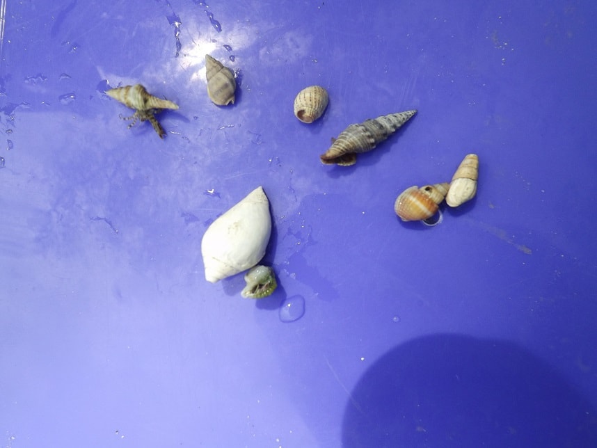 gastropoda di ujung kulon