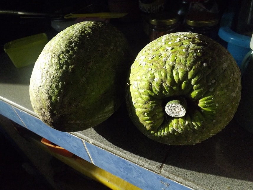 sukun