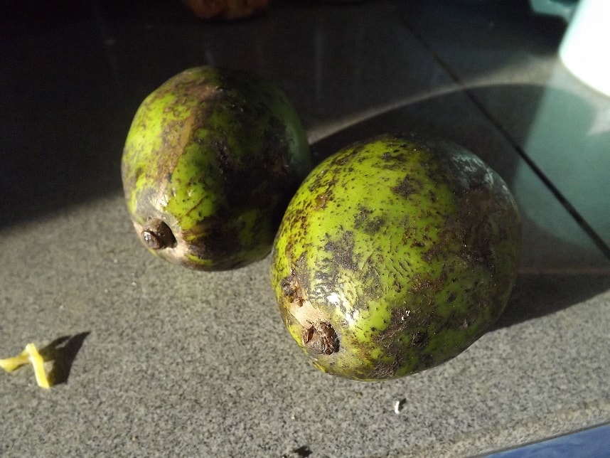 kedondong