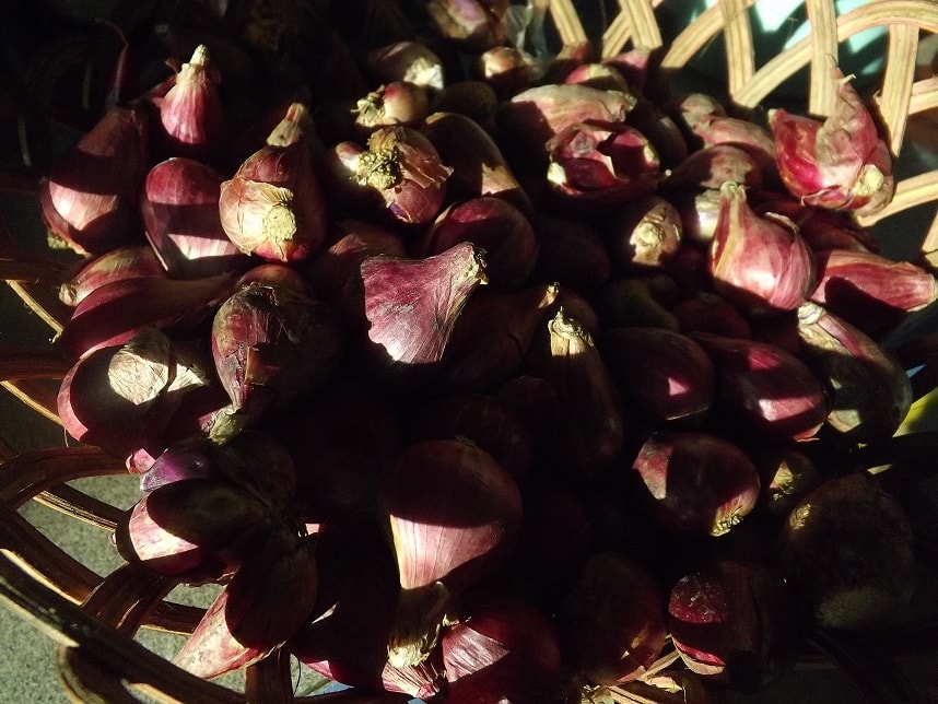 bawang merah