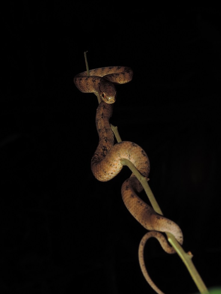 ular siput