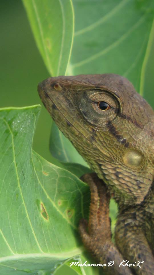 Calotes versicolor