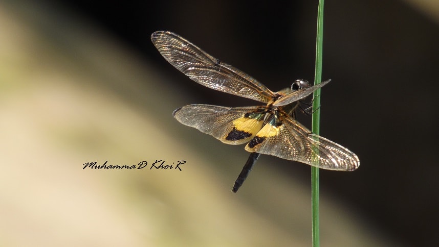 Rhyothemis phyllis