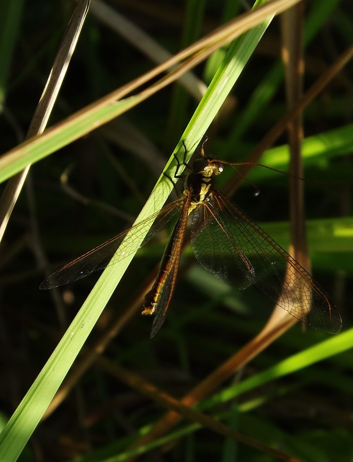singanya semut “familia Myrmeleontidae “