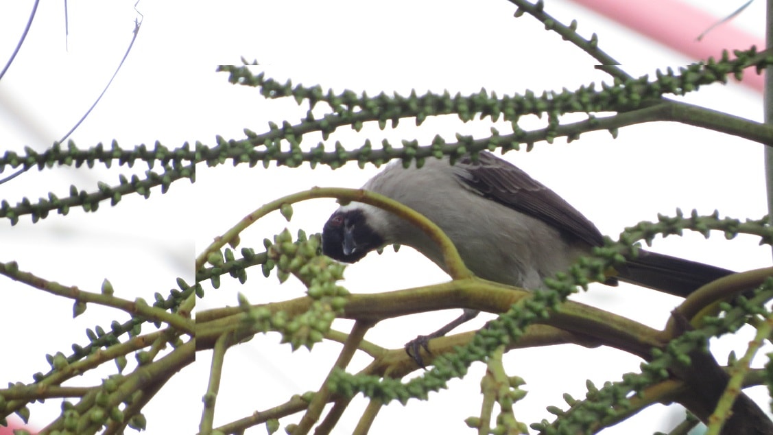 Pycnonotus aurigaster