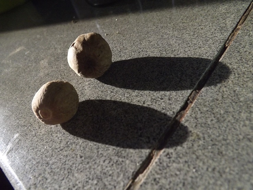 buah pala