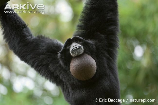 siamang