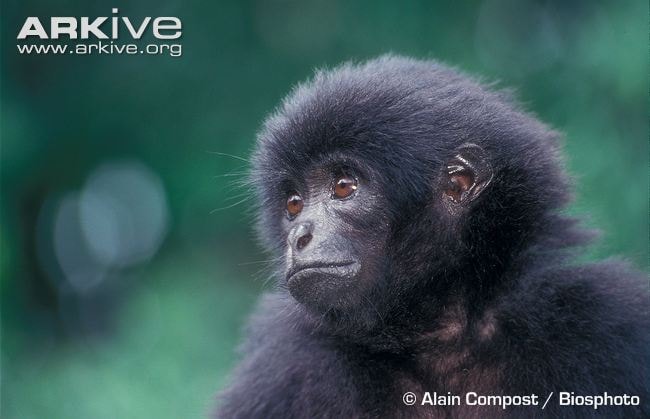 siamang kerdil/bilou