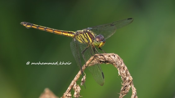 Potamarcha congener