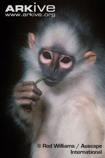 simpai