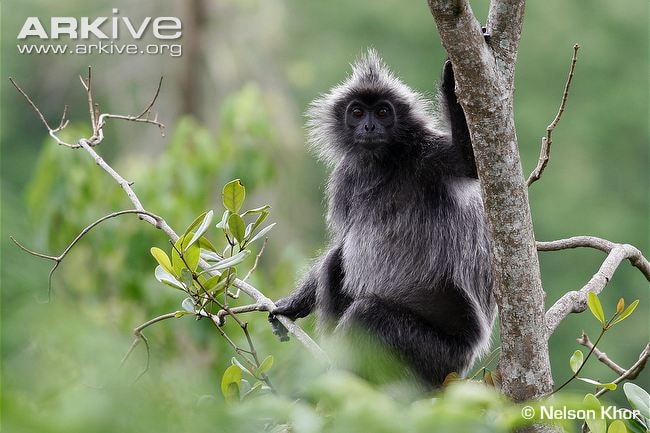 lutung hitam