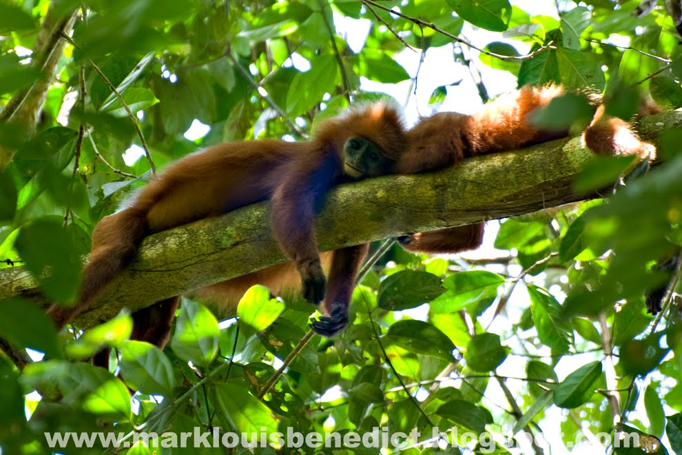 lutung merah