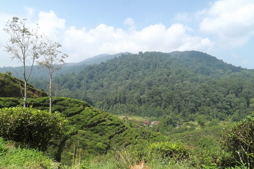 kearifan lokal