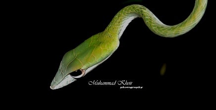 hijau