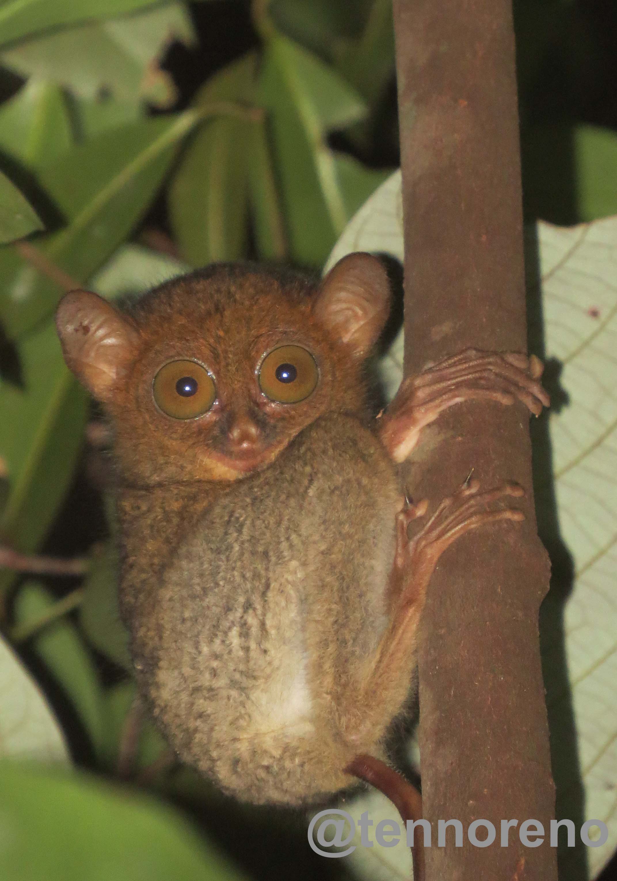 Singapuar, Linseng, Binatang hantu