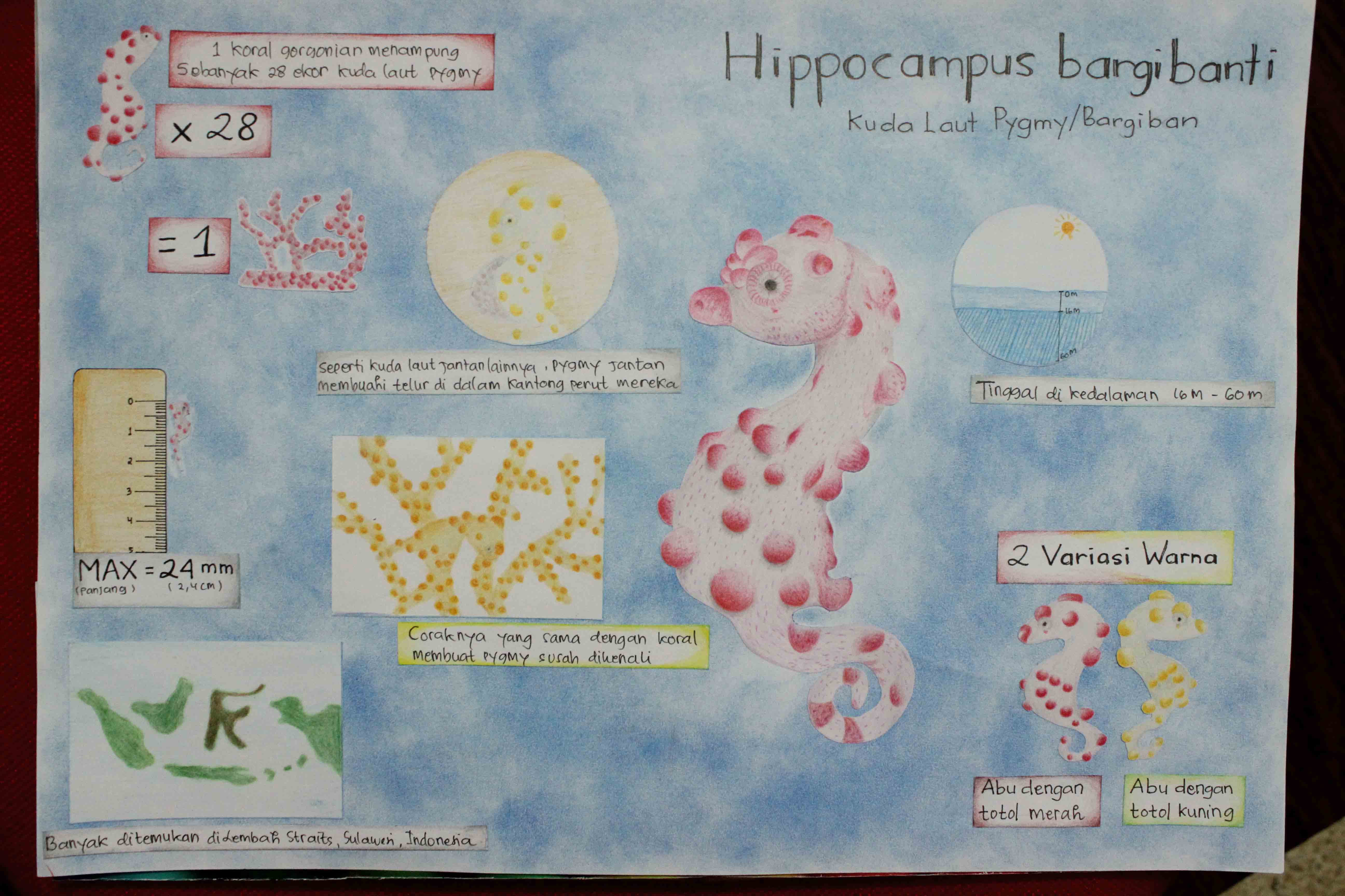 Infografik Kuda Laut Hippocampus bargibanti