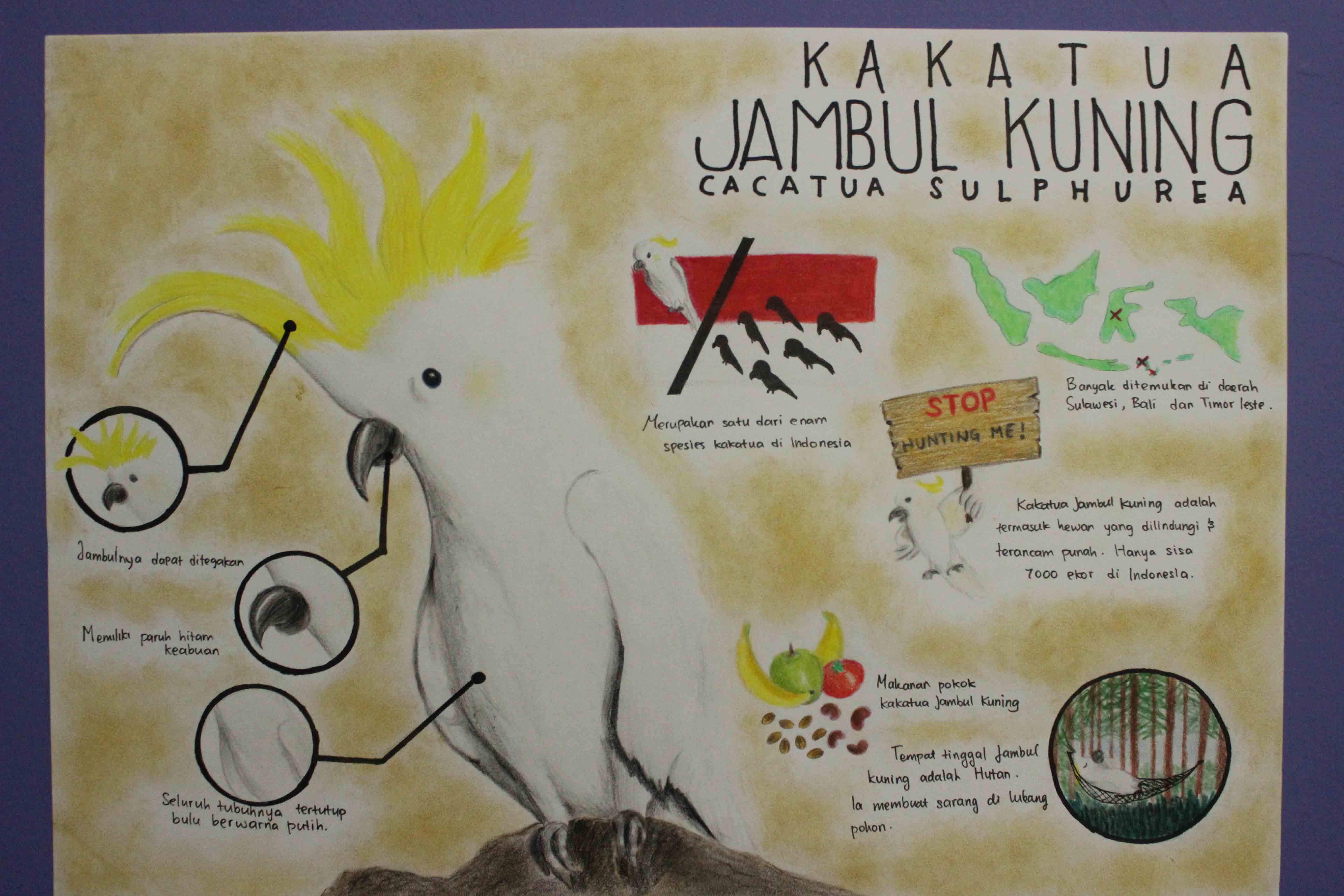 Infografik Kakaktua