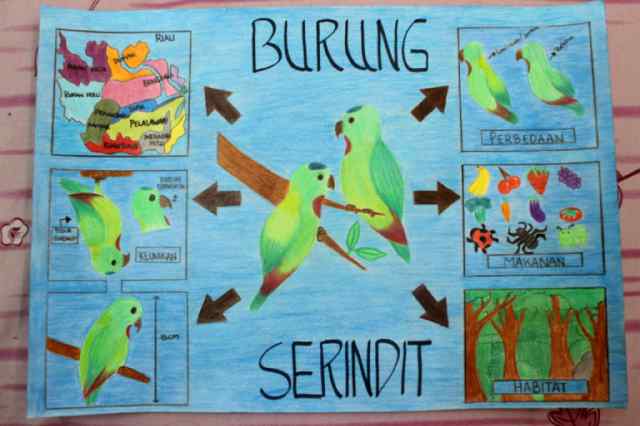 Burung Serindit