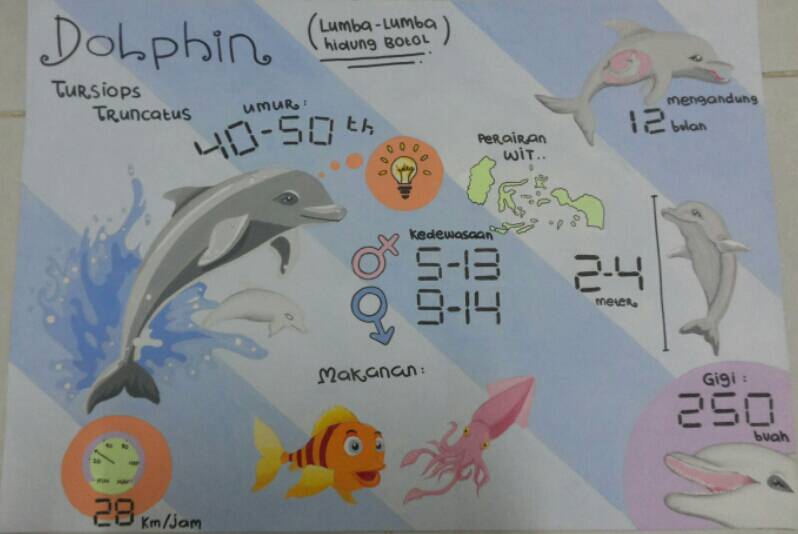 infografik dolphin