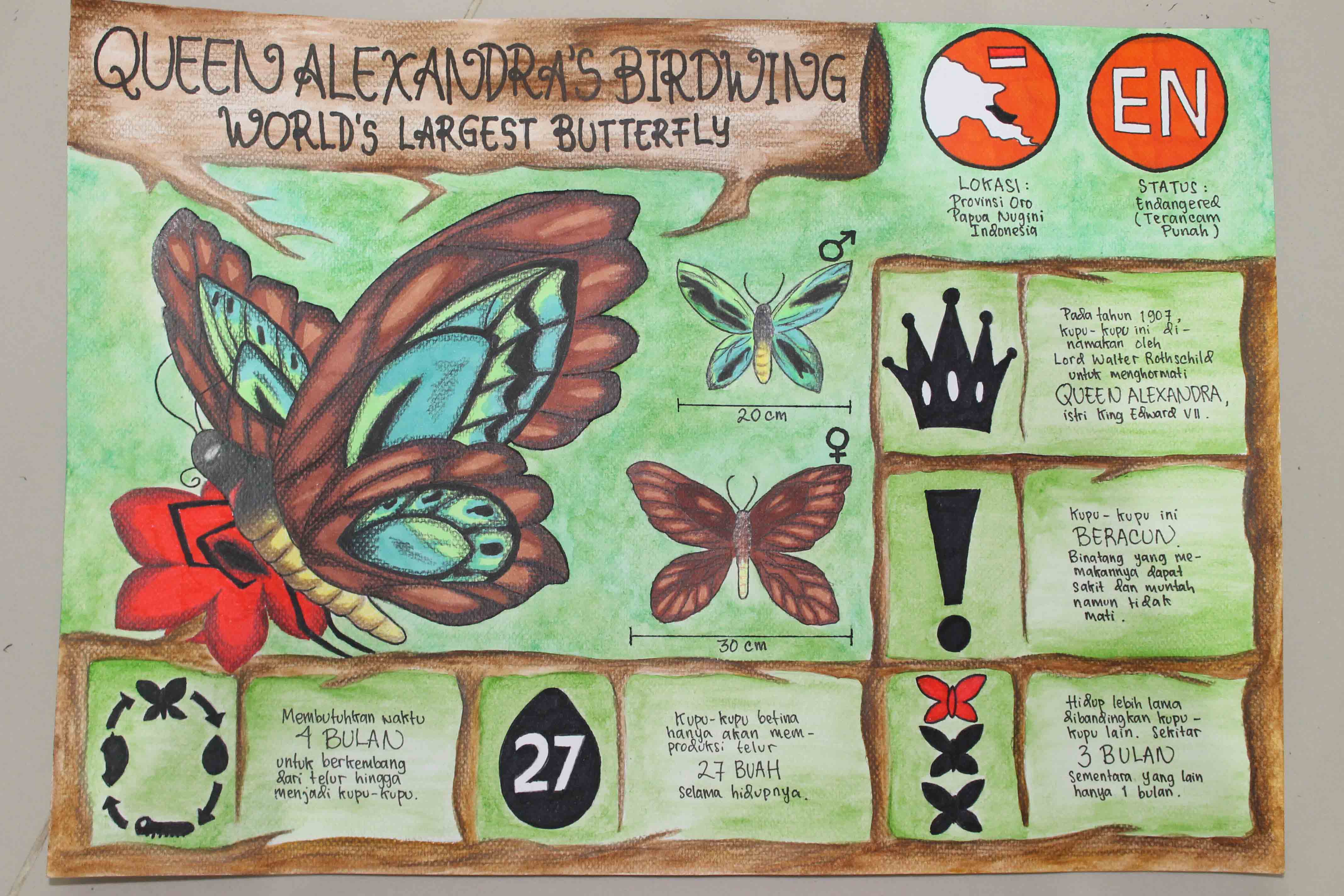 Queen Alexandra’s Birdwing