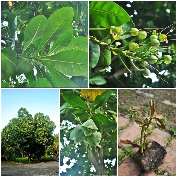 Keben, buton