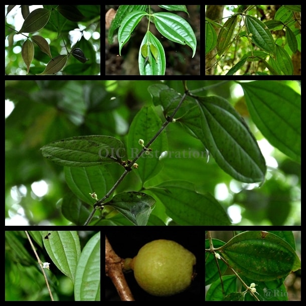 Jambu-jambu