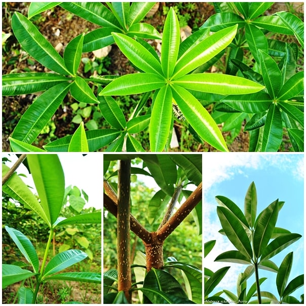 Pulai (Umum), Rutih (Aceh)