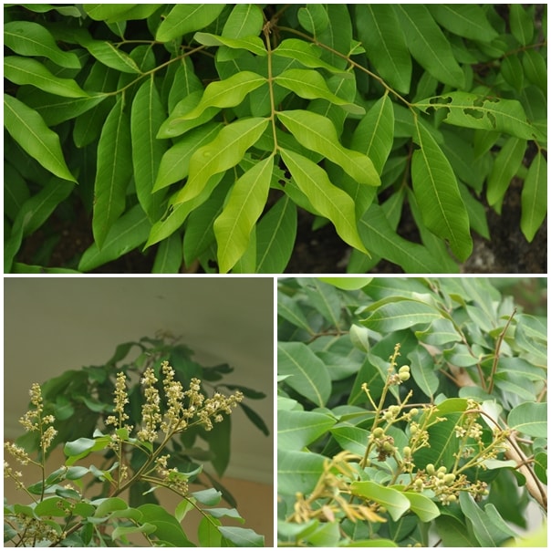 kelengkeng, matakucing, atau longan