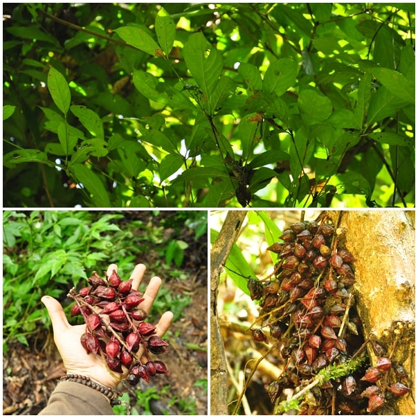Perawan cina (Besitang,langkat)