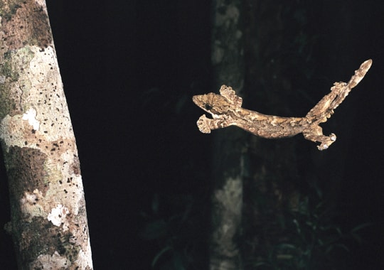 Flying Gecko/Tokek Terbang
