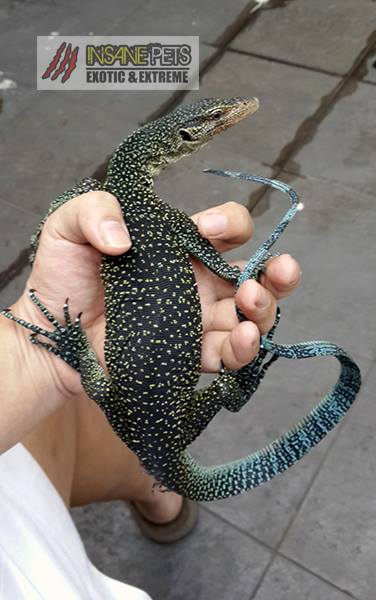Biawak Hijau-Biru/Turqoise Monitor