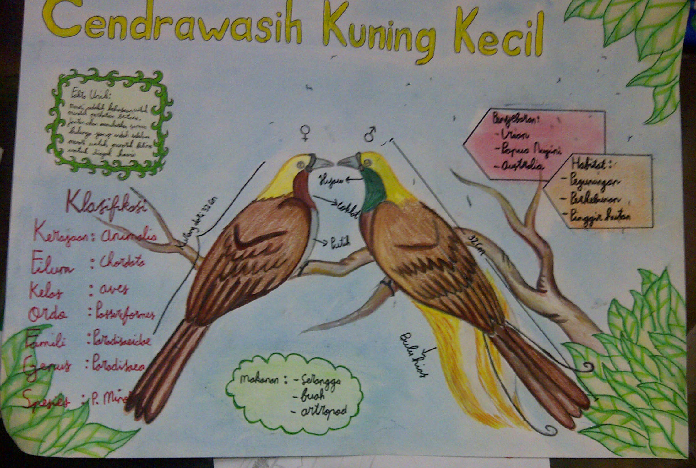 cendrawasih kuning kecil