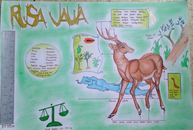 infografik rusa jawa