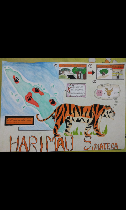 infografik harimau sumatera