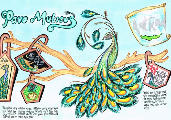 Burung Merak Hijau Jawa